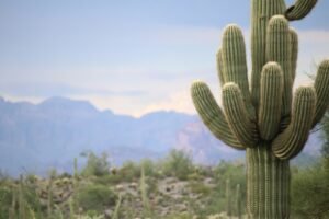 green cactus plant during daytime